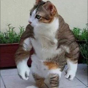 Meet your Posher, Harley